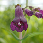 Penstemon Pensham Plum Jerkum